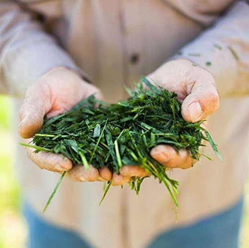 Amazing Grass Greens Blend Superfood Capsules: Super Greens with Organic Spirulina,Chlorella,Beet Root Powder,Digestive Enzymes & Probiotics,150 Capsules (Packaging May Vary),(Pack of 2)
