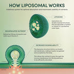 Propolis Liposomal Vitamin C by Beekeeper's Naturals, 1000mg Vitamin C, Propolis & Organic Honey, Supercharged Immune Support & Increased Bioavailibity for Max Absorption, 12 Ct