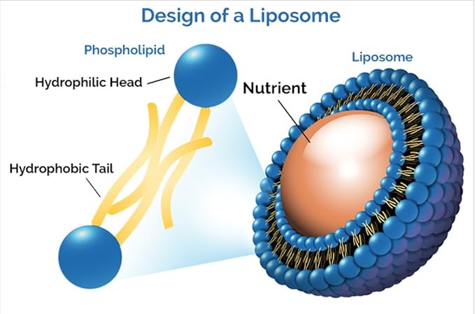 Liposomal Curcumin (Tumeric) and Resveratrol, Two Powerful antioxidants, Alcohol Free, No Soy or Gluten, Non-GMO Sunflower Oil