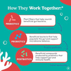FIRST DAY Toddler Tribiotic Gummies (Ages 2-3) | Kids Probiotic Gummies | 3 in 1 Pre + Pro + Postbiotics for Kids Digestive & Immune Health - Kiwi, 60 Counts (30 Days Supply)