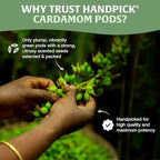 HANDPICK Green Cardamom Pods (57g / 2oz) Large size Green Elaichi | Pure, Non-GMO, Gluten Free | 100% Raw from India | Resealable Zip Lock Pouch
