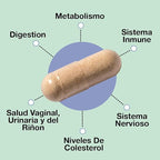 ASULABS® Formula Probiotica Avanzada con 18 Cepas Probioticas Clinicamente Seleccionadas para ayudar a eliminar Los malestares digestivos. para Hombres y Mujeres. Capsulas Vegetarianas.