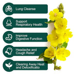 Mullein Leaf Tea Bags - Lungs Cleanse and Respiratory Support, Herbal Teas, Caffeine Free, 30 Tea Bags