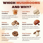 RYZE SUPERFOODS Mushroom Medium Roast Coffee USDA Organic with 6 Adaptogenic Mushrooms, USA Grown Instant Coffee for Better Energy, Focus Digestion Immunity with Lions Mane & Turkey Tail 30 Servings