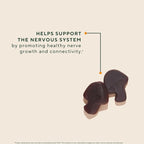 OM MUSHROOM SUPERFOOD Lion’s Mane Mushroom Gummies – USA Grown Organic Lion’s Mane – Supports Memory, Focus & Cognitive Health – Strawberry Flavor – 30 Servings, 60 Count.