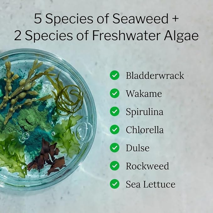 Sea of Greens – Organic Seaweed & Algae Superfood Blend – Spirulina, Chlorella, Bladderwrack, Wakame – Natural Iodine & Fucoidan – Oxalate-Free – 180 Vegetable Capsules - 3 Pack