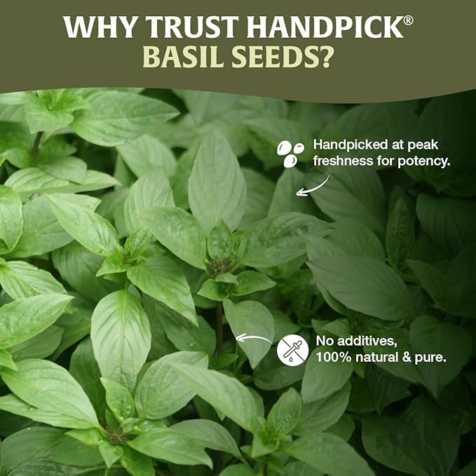 HANDPICK Holy Basil Seeds (397g/14oz) Gluten free, Raw Sabja, Tukmaria Seeds from India, Packed in Resealable Zip Lock Pouch