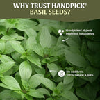 HANDPICK Holy Basil Seeds (397g/14oz) Gluten free, Raw Sabja, Tukmaria Seeds from India, Packed in Resealable Zip Lock Pouch