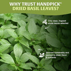 HANDPICK Dried Basil Leaves 40 Servings (100g/ 3.5oz) Non GMO, Gluten Free, 100% Raw Whole Tulsi Leaf, Sourced from India, Premium Quality, Packed in Resealable Ziplock Pouch