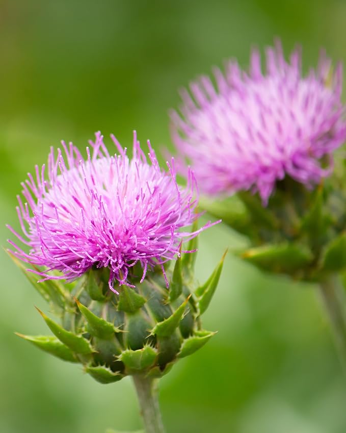 Herb Pharm Milk Thistle Seed Extract for Liver Function Support - 4 Ounce (DMILK04)