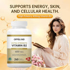 Riboflavin Vitamin B2 Supplement - B-2 Vitamin - Boosts Energy Metabolism & Cellular Function - Daily Nutritional Supplements for Men & Women - 400 mg Capsules - 240 Count