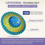 Liposomal Ubiquinol CoQ10 800 MG Softgel, High Absorption CoQ10 Ubiquinol Supplement, Active Coenzyme Q10 800mg, Powerful Antioxidant for Heart & Brain Function, Energy Production, 240 Vegan Softgels