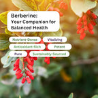 Paradise Herbs, Berberine Extract, 500 mg, Pure & Potent Berberine Supplement, Vegan, Non-GMO, Gluten Free, 180 Vegetarian Capsules