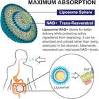 inGreens 900mg Liposomal NAD+ Supplement with 300mg Trans Resveratrol - Superior Absorption, Replaces NMN, Boost NAD+ for DNA Repair, Energy & Longevity, Aging Defense, 60 Softgels