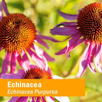 Herb Pharm Kids Echinacea Extract Alcohol-Free Certified Organic Liquid Herbal Supplement for Kids, Immune Support Drops for Toddlers & Children, Non-GMO, Vegan, Echinacea Purpurea Root, 1 fl oz