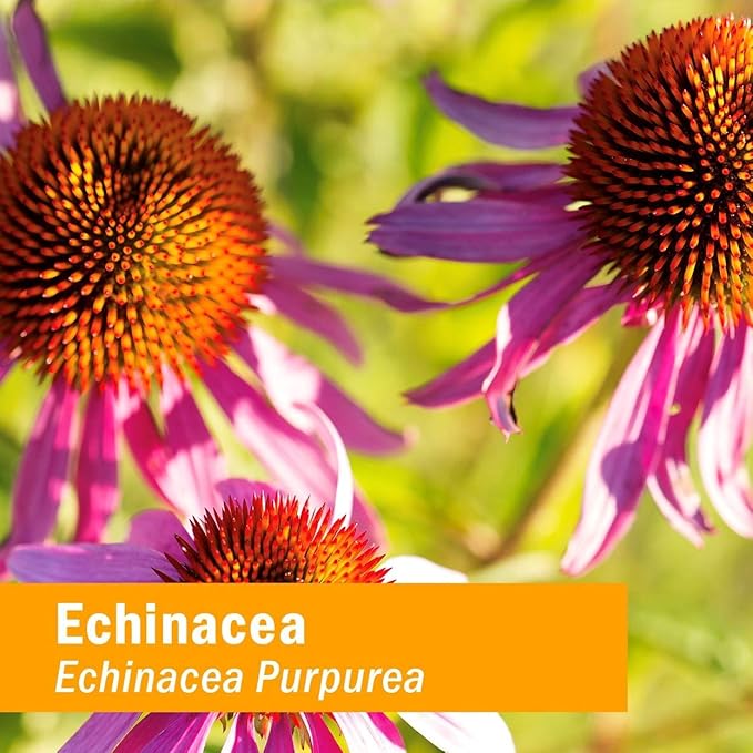 Herb Pharm Kids Echinacea Extract Alcohol-Free Certified Organic Liquid Herbal Supplement for Kids, Immune Support Drops for Toddlers & Children, Non-GMO, Vegan, Echinacea Purpurea Root, 1 fl oz