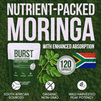 Burst 100% Organic Moringa Capsules – Supports Energy, Immunity, & Vitality | Pure Moringa Oleifera Supplement | Rich in Vitamins, Protein, & Antioxidants | Vegan, Non-GMO - 120 Capsules