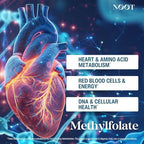 NOOT Organic Methylfolate 1000 mcg DFE, Plant-Sourced Folate with Naturally Occurring 5-MTHF for Energy, Mood, Methylation, Red Blood Cell Formation & Prenatal Readiness for Women & Men - 60 Capsules