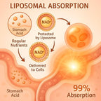 1500 MG Liposomal NAD+, 98%+ Absorption, NAD+ Supplement for Women & Men with TMG, for Aging Defense, Cellular Energy, Heart & Brain Function, Longevity, 60 Softgels