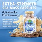 MAJU Wild Irish Sea Moss Capsules (120ct), Stronger Than Gel, 4-in-1 w/Bladderwrack + Burdock Root, Organic, Sebi Inspired, Raw, Seamoss Pills Powder, Wild, 1 Bottle