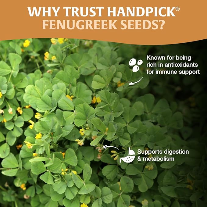 HANDPICK Fenugreek Seeds (14oz) ALL NATURAL Fenugreek - Indian Origin Whole Methi Seeds (Trigonella Foenum Graecum) Fenogreco En Semillas | Resealable Ziplock Pouch