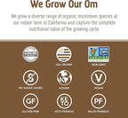 OM MUSHROOM SUPERFOOD Brain Fuel Mushroom Powder Capsules Superfood Supplement, 90 Count, 30 Days, Lion's Mane, Reishi Blend Plus Folate, Mental Clarity, Mushroom Supplement