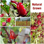 45 Hibiscus Tea Bags - Dried Hibiscus Flower Tea - Natural Edible Herbal Roselle Rosehip Tea (Flor de Jamaica) - Caffeine-Free, Gluten-Free, Non-GMO