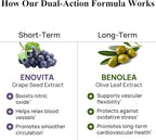 Durable Blood Pressure – Benolea Olive Leaf & Enovita Grape Seed Extract – Healthy Circulation, Nitric Oxide & Artery Support – Doctor Formulated, Vegan, Non-GMO, Made in USA (60 Capsules)