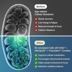NAD+ Supplement 1600mg Extra Strength - Liposomal NMN Alternative with Resveratrol, Urolithin A, CoQ10, Quercetin & ALA - Mitochondrial Energy & Anti-Aging, Cell Regeneration, 60 Softgels