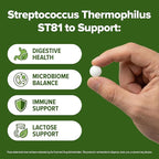 Streptococcus Thermophilus Probiotic 240 Tablets (4 Month Supply) – Researched Strain ST81 – 3 Billion CFU – Digestive Health & Lactose Support – GMP Certified (240, Streptococcus Thermophilus)