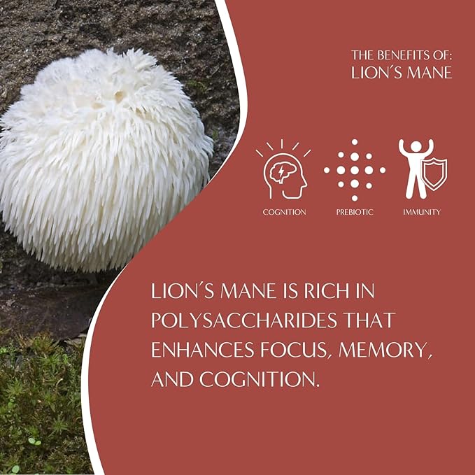 Teeccino Lion’s Mane Rhodiola Tea - Rose - 25 TeaBags Caffeine-Free Mushroom Adaptogenic Herbal Tea, 3x More Herbs than Regular Tea Bags, Lightly Sweet from Dates & Figs, Chicory Prebiotic - (Pack of 3)