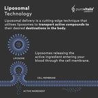 PUROVITALIS Liposomal Spermidine 5mg, Cell Renewal, 30 Servings (30 Vegan Capsules), with Zinc, Vitamin D3 & B12, Anti-ageing Supplement