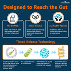 Probiotics & Spermidine Supplement - 100B CFU, 27 Strains, 20mg Spermidine, 300mg Fisetin for Gut Health, Cell Renewal & Longevity