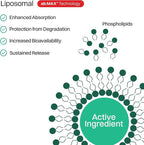 Liposomal Vitamin C Powder – High Absorption 500mg Immune Support & Antioxidant Supplement – Energy Boost – 30 On-the-Go Packets, Tropical Fruit Flavor, Sugar-Free