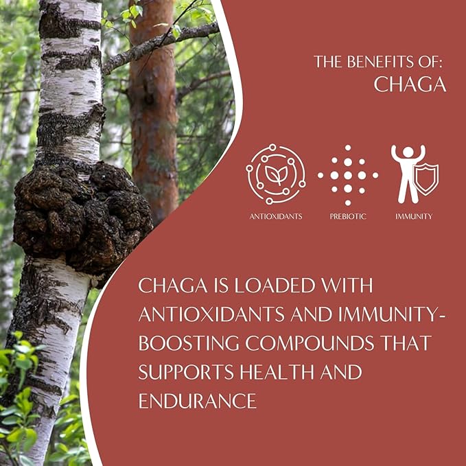 Teeccino Chaga Ashwagandha Tea - Butterscotch Cream - 25 Tea Bags - Organic Mushroom Adaptogenic Herbal Tea, 3x More Herbs than Regular TeaBags, Prebiotic, Caffeine Free, Gluten Free - (Pack of 3)