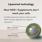 Everlife Liposomal NAD+ Liquid Supplement – 150mg Shot with Liposomal Trans-Resveratrol, TMG & Glycine – Boosts Energy, Cellular Repair, Healthy Aging & Longevity – NMNH Alternative – 30 Servings