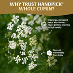 HANDPICK Cumin Seeds (397g/14oz) Non GMO, Gluten Free, 100% Raw, Sourced from India, Excellent Flavor, Aromatic, For Tempering, Spice Blends and Seasonings, Packed in Resealable Ziplock Pouch