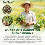 LeafLea 120 Dandelion Root and Leaf Tea Bags, Premium Dandelion Herbal Tea, Natural Dandelion Root Tea Blend with Leaves, Caffeine-Free, Te de Diente de Leon, Pack of 3