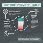 Sunwarrior Creatine Monohydrate Powder Micronized PreWorkout Recovery Supplement | Support Muscle Building Strength Training Cognition | Vegan & Keto Friendly Bulk Size (120 Servings) Unflavored