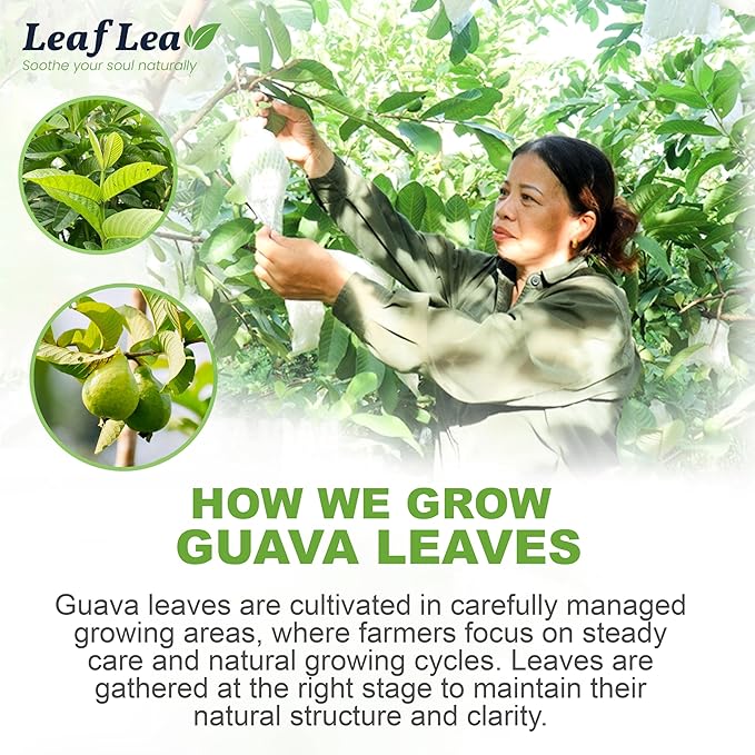 LeafLea Guava Leaf Tea, 40 Individually Wrapped Tea Bags, Made from 100% Natural Guava Leaves (Hojas De Guayaba), Supports Digestion & Wellness, Caffeine-Free, Sugar-Free, Vegan, Non-GMO