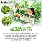 LeafLea Guava Leaf Tea, 40 Individually Wrapped Tea Bags, Made from 100% Natural Guava Leaves (Hojas De Guayaba), Supports Digestion & Wellness, Caffeine-Free, Sugar-Free, Vegan, Non-GMO