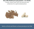 Eclectic Herb - Premium Freeze Dried Milk Thistle Capsules | Silymarin Supplement | Liver Support, Detox, Cleanse + Maintain | Vegan, Natural, Non-GMO, Gluten Free (240 CT | 600 mg)