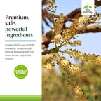 Terry Naturally BosMed 500 Extra Strength - Boswellia Serrata Extract Supplement - Supplement for Healthy Lung Support - Herbal Supplement Formula with High Levels of AKBA - 120 Softgels
