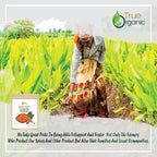 True Organic Ceylon Turmeric Powder, 1 Pound Bulk Bag, Certified Organic, USDA Certified, Non-GMO, High Curcumin Content Organic Turmeric Powder, Ground Turmeric, Pure Ceylon Premium Quality Bulk Turmeric Spice [16 ounces]