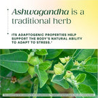MegaFood Zero Sugar Ashwagandha Gummies - with Clinically Studied Ashwagandha KSM 66 - Cortisol Reducer & Stress Support - Mixed Berry Flavor, No Gelatin, Vegan - 60 Gummy Vitamins, 30 Servings