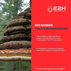E2H Red Banded Polypore Extract - Mushroom Supplement Formula for Immune Support, Digestive Health, Energy and Natural Immunity Boost (2 Bottles)