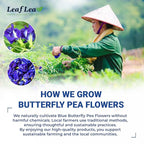LeafLea 40 Butterfly Pea Flower Tea Bags, Herbal Flower Tea for Relaxation, Mocktails, and Natural Food Coloring, Caffeine-Free, Sugar-Free, Non-GMO