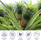 Pineapple Gummies for Women PH 120 Count, PH Balance for Women, Probiotics Vaginal Gummy, Improve Immune, Hawaiian Pineapple Flavor, Vegan & Low Sugar, Premium Balance Gummies