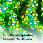 Micro Ingredients Organic Spirulina Supplement, 720 Tablets (4 Month Supply), No Filler & Non-GMO, Rich in Vegan Protein, Vitamins & Prebiotics, Premium Spirulina Pills