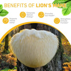 2-Pack Lions ManeMushroom Drops – Brain Supplement 120,000 MG, Memory Focus & Immunity Vitamins, Plant Extract 4 Oz